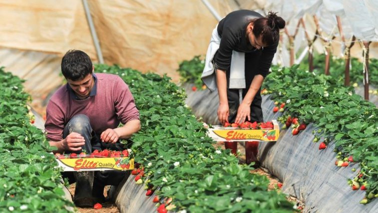 Imaginea articolului Germania autorizează venirea a 80.000 muncitori sezonieri străini pentru strângerea recoltei