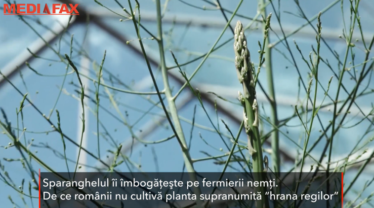 Imaginea articolului Culturile de sparanghel îi imbogăţesc pe fermierii nemţi. De ce nu cultivă şi românii planta supranumită „hrana regilor”