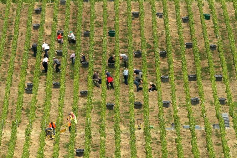 Imaginea articolului Războiul şampaniei în Franţa între producători şi cultivatori. Se aşteaptă la pierderi de 1,7 miliarde de euro în 2020