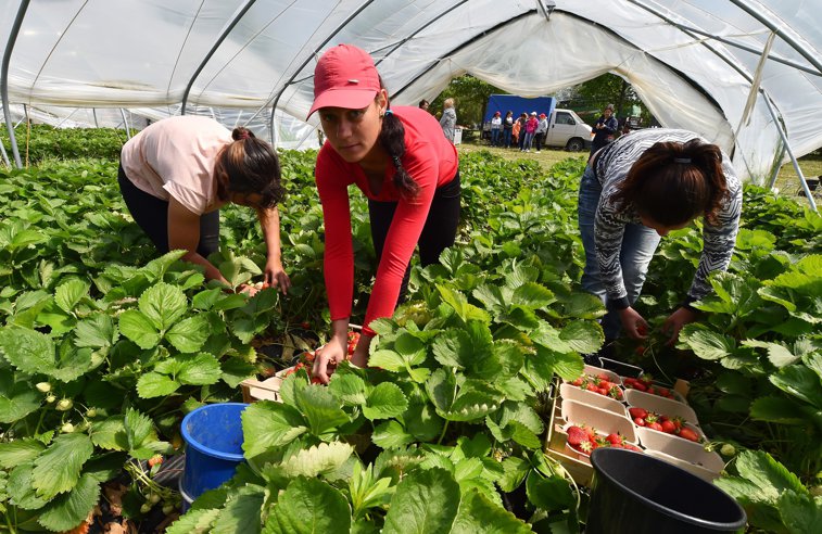 Imaginea articolului România este „Africa Europei” în agrobusiness