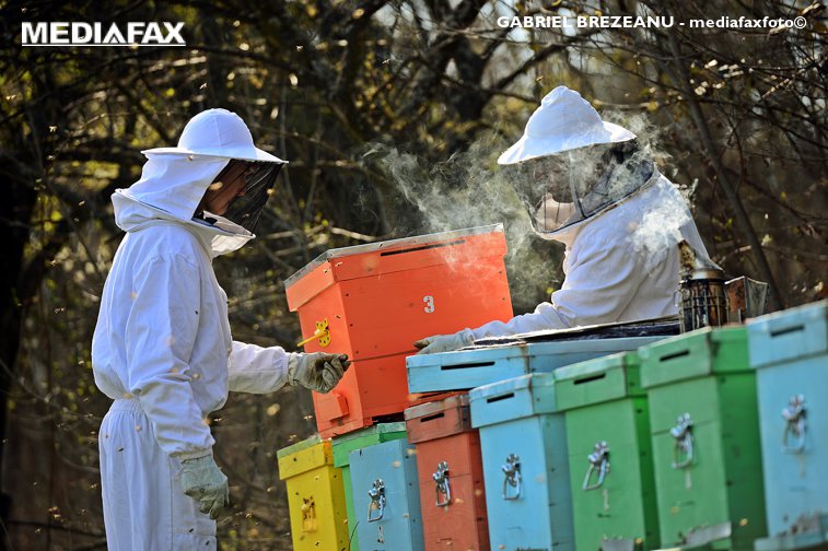 Imaginea articolului Mierea, o afacere care şi-a pierdut „gustul dulce” în România. Numărul apicultorilor s-a înjumătăţit în cinci ani