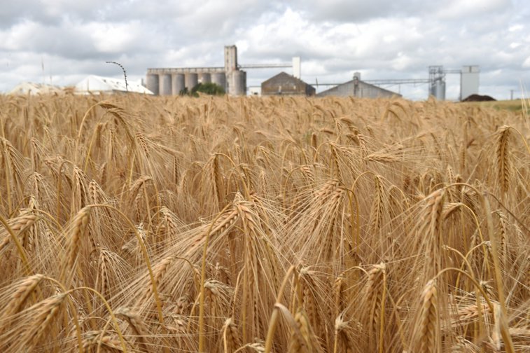 Imaginea articolului Veşti bune din agricultură. România va avea o producţie de 25-30 de milioane de tone, cantitate care ar umple de 15 ori Casa Poporului