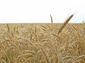 Imaginea articolului Preţul grâului scade pentru a cincea săptămână la rând