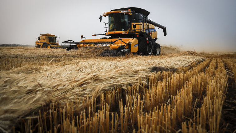 Imaginea articolului Situaţie critică: polonezii se plâng că vor avea prea mult grâu
