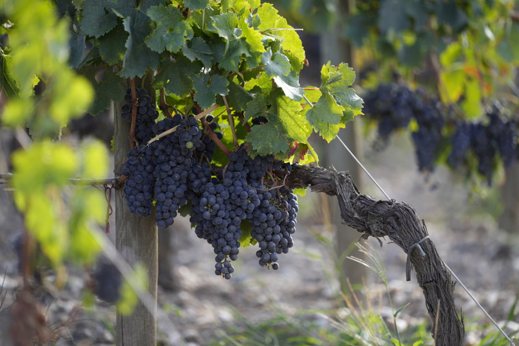 Imaginea articolului Producător autohton de vin: Vremea a afectat cantitatea în multe zone viticole, dar calitatea vinului e superioară