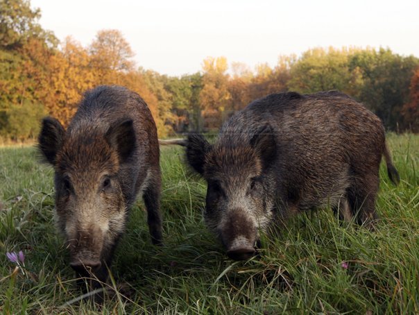 Imaginea articolului Pesta porcină, confirmată la trei mistreţi din două fonduri de vânătoare din judeţul Constanţa