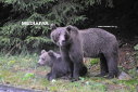 Imaginea articolului Legea ce permite intervenţia împotriva urşilor şi în extravilanul localităţilor, promulgată