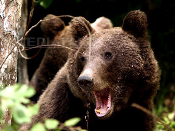 Imaginea articolului Dâmboviţa: Bărbatul rănit de urs spune că salvarea sa a fost că avea mâncare în portbagajul maşinii