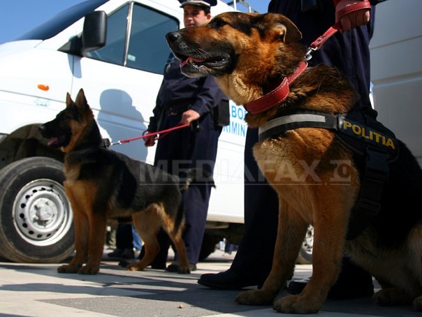 Imaginea articolului Patru echipe canine ale Centrului Chinologic de la Sibiu, trimise în Dâmboviţa