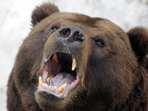 Imaginea articolului Dâmboviţa: Căutările ursului rănit din Moroieni au fost încheiate, vor continua în Pietroşiţa