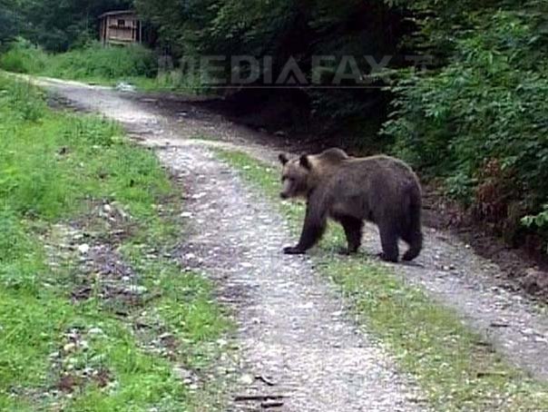 Imaginea articolului Bărbat grav rănit de un urs la o stână de la marginea oraşului Petroşani