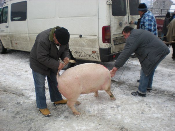Imaginea articolului REPORTAJ - Bistriţa: Porcii crescuţi la ţară, la mare căutare înainte de sărbători, deşi sunt mai scumpi - FOTO