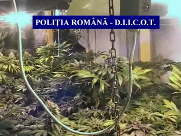 Imaginea articolului Şapte laboratoare de producere a cannabis-ului descoperite în Bucureşti. 12 suspecţi reţinuţi de DIICOT - VIDEO
