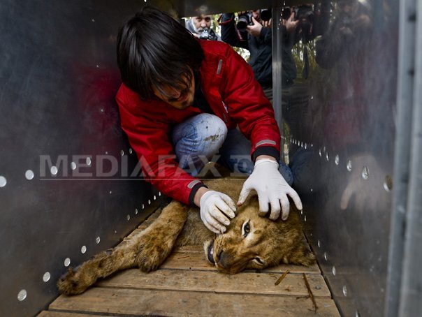 Imaginea articolului Nuţu Cămătaru, catalogat gangster în presa internaţională. Ştirea despre leii şi urşii de la locuinţa lui Ion Balint, relatată în mai multe publicaţii