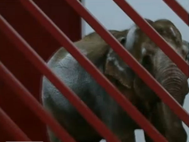 Imaginea articolului Zoo Târgu Mureş: Experţi europeni şi americani afirmă că elefantul Tania are condiţii optime