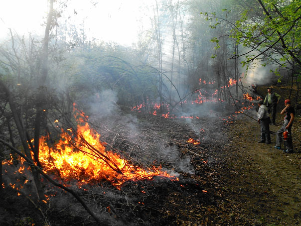 Imaginea articolului Incendiu la o cabană din pădurea Snagov. Cabana aparţine RA-APPS