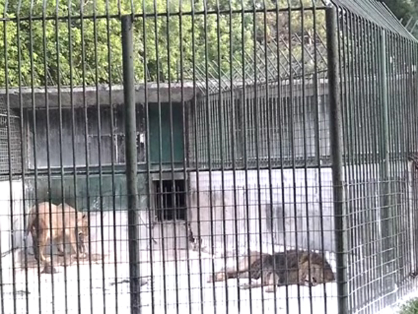 Imaginea articolului Anchetă privind dispariţia a trei pui de leu de la Grădina Zoologică din Craiova - VIDEO