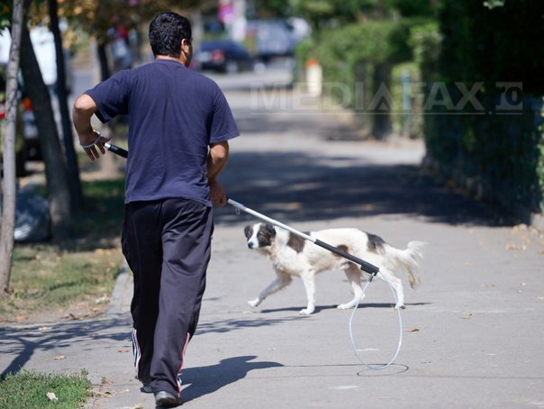Imaginea articolului Câinii maidanezi pot fi EUTANASIAŢI. Preşedintele Băsescu a promulgat legea 