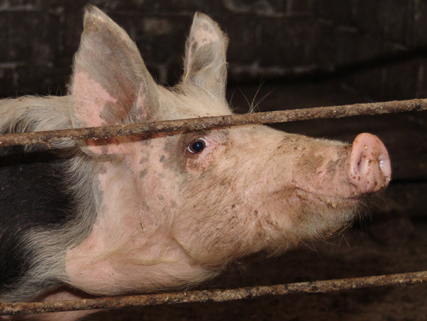 Imaginea articolului Suceava: Bebeluş de şase luni, la spital după ce a fost muşcat de porcul din gospodărie