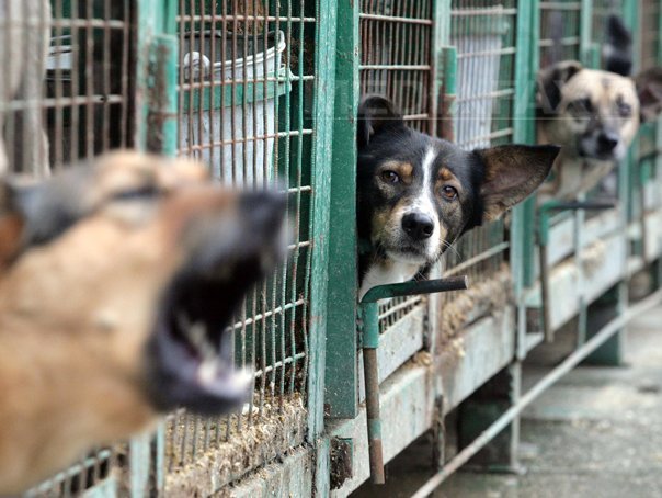 Imaginea articolului Vaslui: Padoc cu peste 40 de câini, construit ilegal. Oamenii acuză disconfortul creat de animale