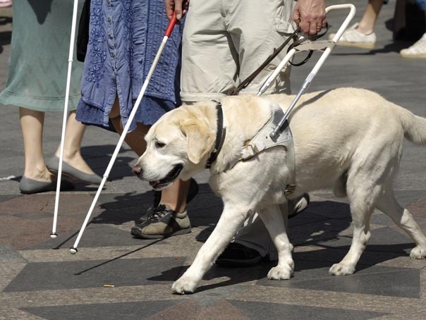 Imaginea articolului Persoanele cu dizabilităţi, asistate de câini ghizi dresaţi cu finanţare de la Guvern