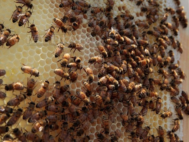 Imaginea articolului Vaslui: Cinci copii, transportaţi la spital, unul în stare gravă, după ce au fost înţepaţi de albine