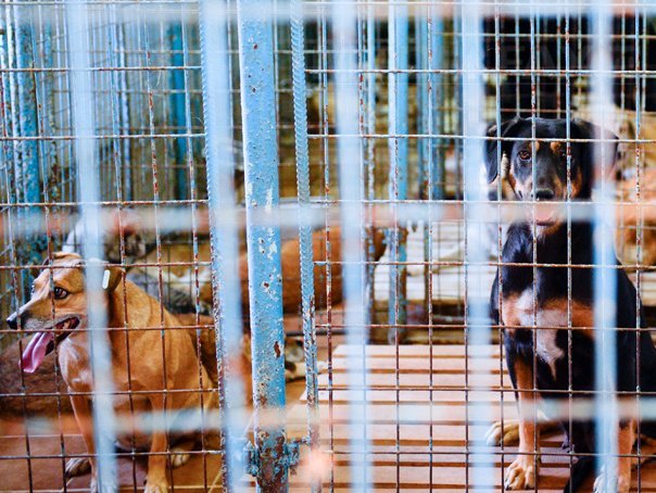 Imaginea articolului ASPA vrea să dea până la aproximativ 435.000 lei pentru curăţenia şi hrana câinilor din adăposturi