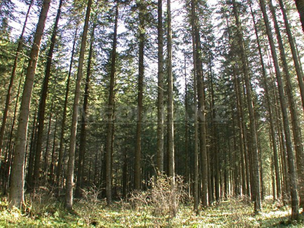 Imaginea articolului Fondul forestier al României a crescut cu peste 9.300 hectare anul trecut, la 6,54 milioane hectare