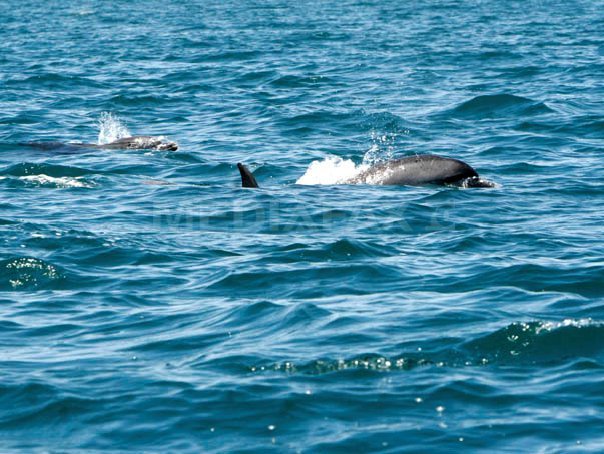 Imaginea articolului Senatul respinge legea privind recunoaşterea delfinilor drept persoane non-umane