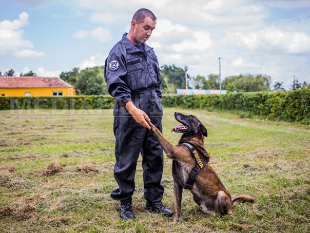 Imaginea articolului REPORTAJ: Câini salvatori şi care caută droguri sau explozibil, dresaţi în unicul centru din ţară, la Sibiu - FOTO