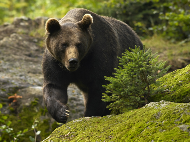 Imaginea articolului Acţiune de alungare a urşilor din zona oraşului Covasna, în urma reclamaţiilor localnicilor