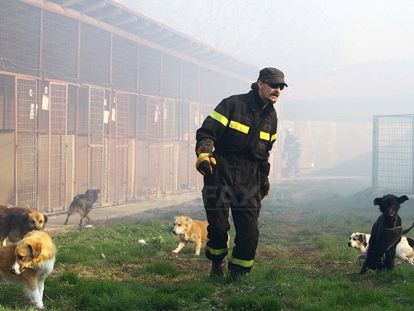 Imaginea articolului Zeci de câini au murit în urma unui incendiu izbucnit la un adăpost de lângă Timişoara