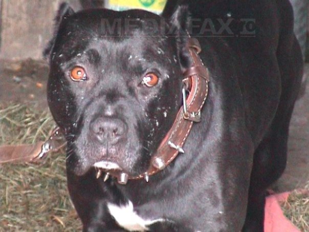Imaginea articolului Femeie din Drobeta Turnu Severin, ucisă de câinele său din rasa Pitbull în timp ce îi dădea mâncare