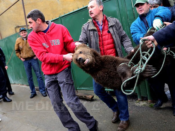Imaginea articolului Sibiu: Pui de urs, găsit în pivniţa unei case. Animalul va fi dus în rezervaţia de la Zărneşti