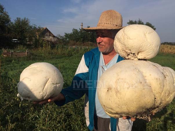 Imaginea articolului Ciuperci GIGANT de trei kilograme, în grădina unui sătean din judeţul Cluj - FOTO