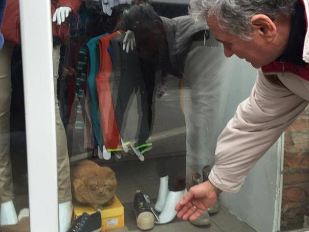 Imaginea articolului Inspectorii ANAF au desigilat magazinul în care era captivă o pisică. Animalul nu a fost găsit