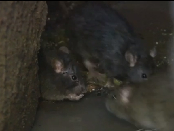 Imaginea articolului Şobolani filmaţi în curtea interioară a Spitalului Judeţean Argeş - VIDEO