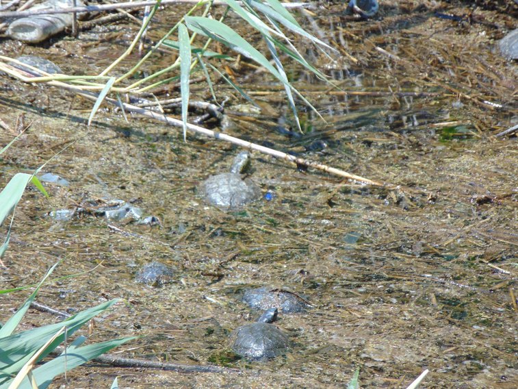 Imaginea articolului Broaştele ţestoase dintr-un canal din Craiova - protejate prin lege, uitate de autorităţi - VIDEO