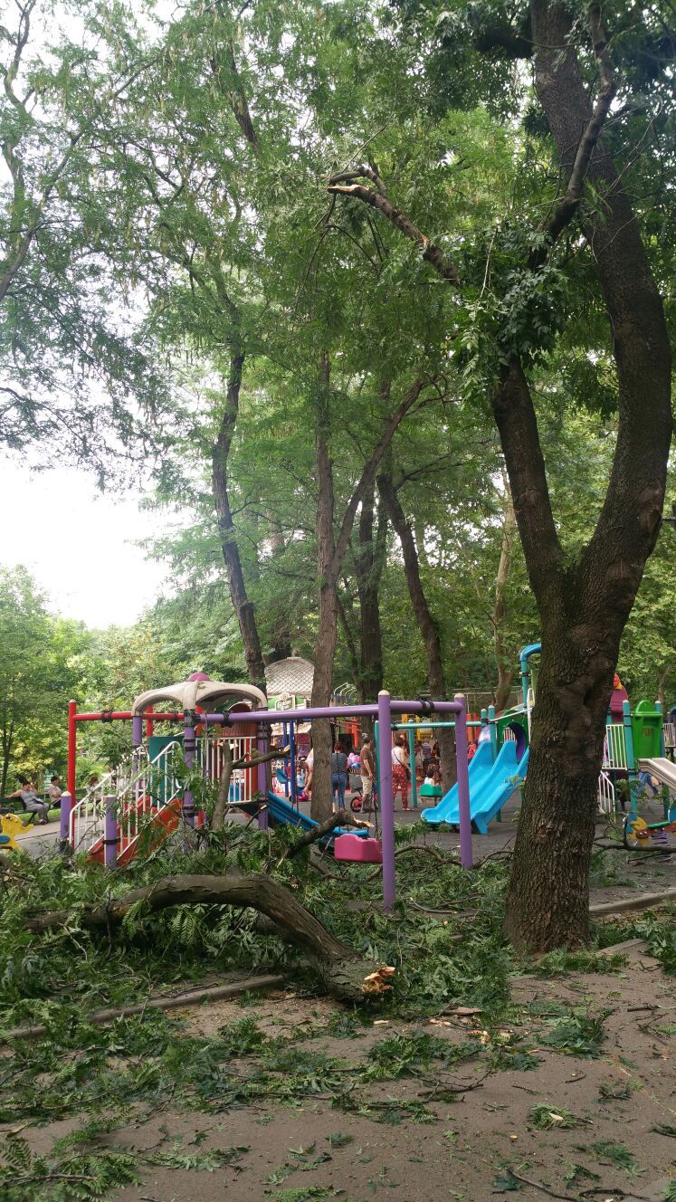 Imaginea articolului În Parcul Cişmigiu din Capitală, o creangă desprinsă dintr-un copac a rănit şase persoane: două femei şi patru copii - FOTO