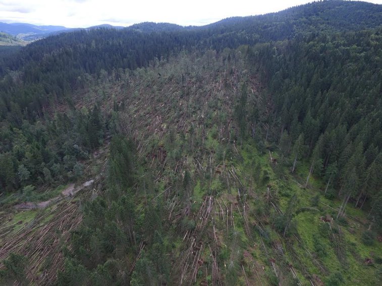 Imaginea articolului Suceava: Arbori doborâţi pe 2.335 hectare de pădure în zona Demăcuşa, în urma unei furtuni - FOTO