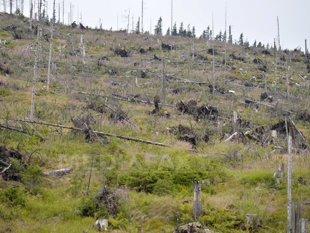 Imaginea articolului Iniţiativă: Exploatarea pădurilor să fie condiţionată de execuţia de lucrări de regenerare 