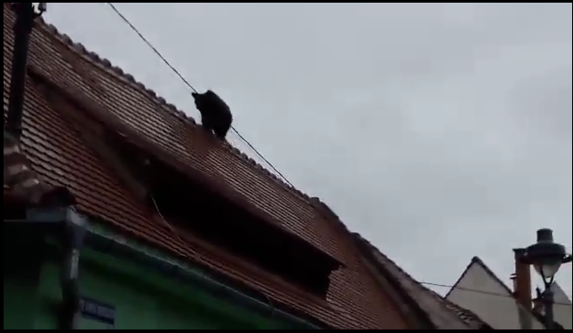Imaginea articolului Şeful Poliţiei Municipale Sibiu a ordonat ca ursul din Sibiu să fie lovit cu maşina/ Noi imagini VIDEO de pe camerele de supraveghere din oraş