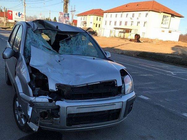 Imaginea articolului Cal nesupravegheat, lovit de două maşini pe un drum naţional din Gorj. Şoferii au scăpat cu răni uşoare - FOTO