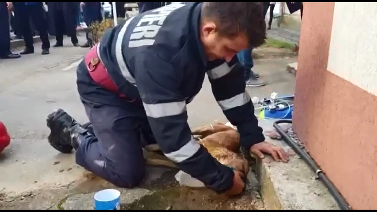 Imaginea articolului Pompierul din Argeş, care a salvat un om şi l-a resuscitat pe câinele său, l-a vizitat pe patruped la veterinar: Salut, prietene! Te rog să scapi, să o faci pentru mine