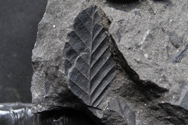 Imaginea articolului FOTO. Plante vechi de 23 milioane de ani care au format huila, scoase din subteranele Văii Jiului