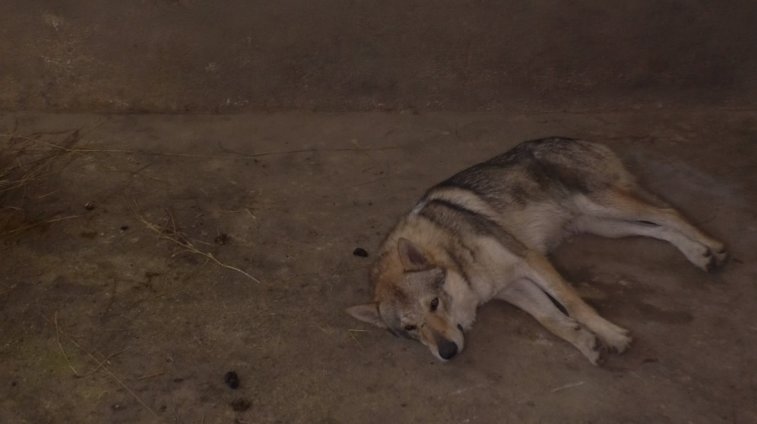 Imaginea articolului O persoană a abandonat un lup în Parcul din Craiova. Ce PEDEAPSĂ riscă aceasta