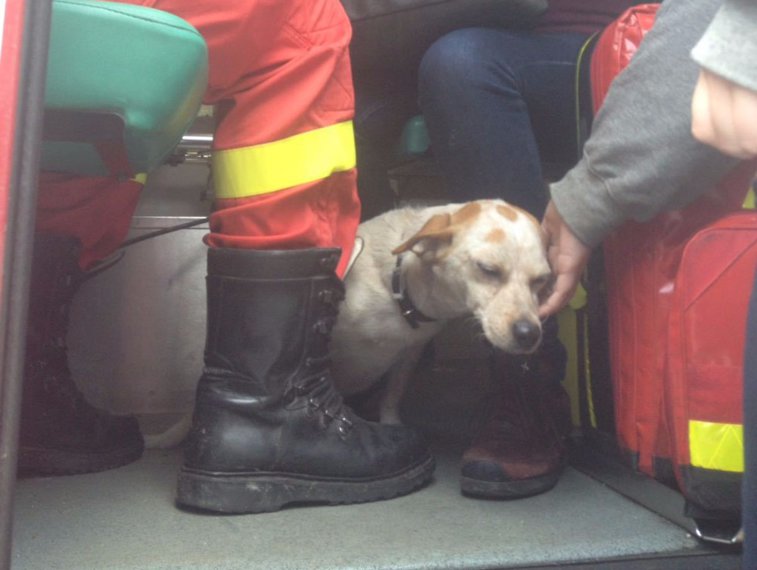 Imaginea articolului FOTO Locatarii unui bloc din Piteşti, evacuaţi în urma unui incendiu. Un câine a fost salvat de pompieri