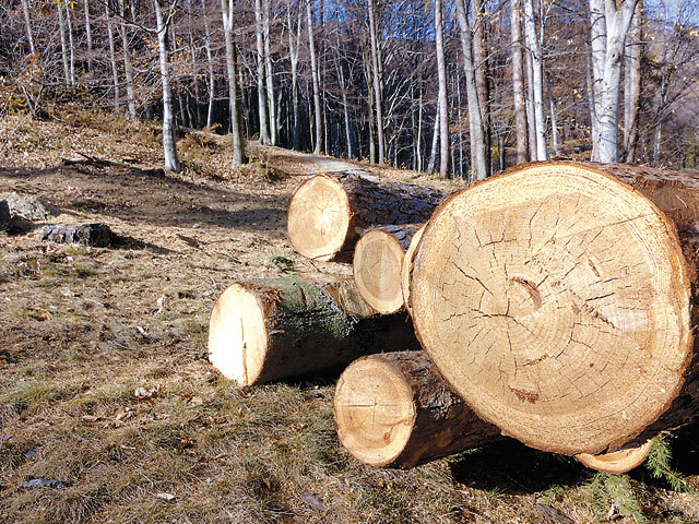 Imaginea articolului Tăierea pădurilor a fost frânată, potrivit Institutului Naţional de Statistică. În regiunea Nord-Est a României s-a recoltat cel mai mare volum de masă lemnoasă