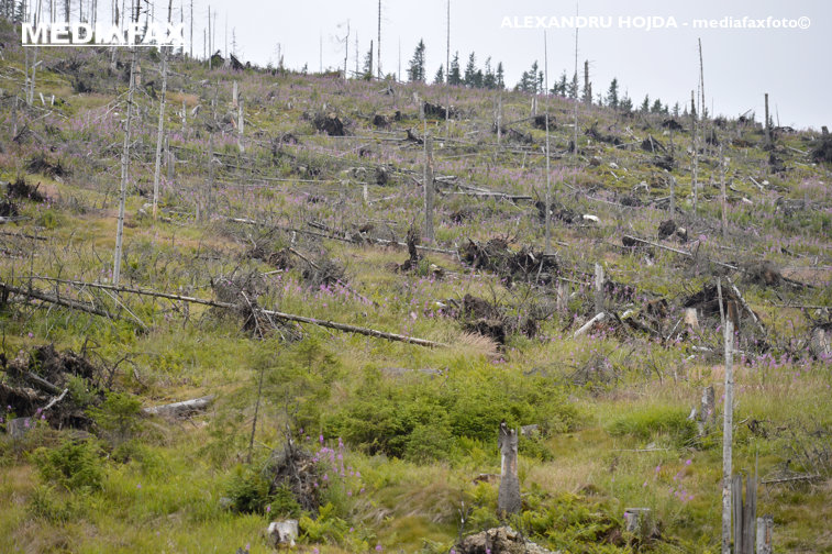 Imaginea articolului HARTA defrişărilor ilegale. Topul judeţelor în care pădurile dispar pe zi ce trece