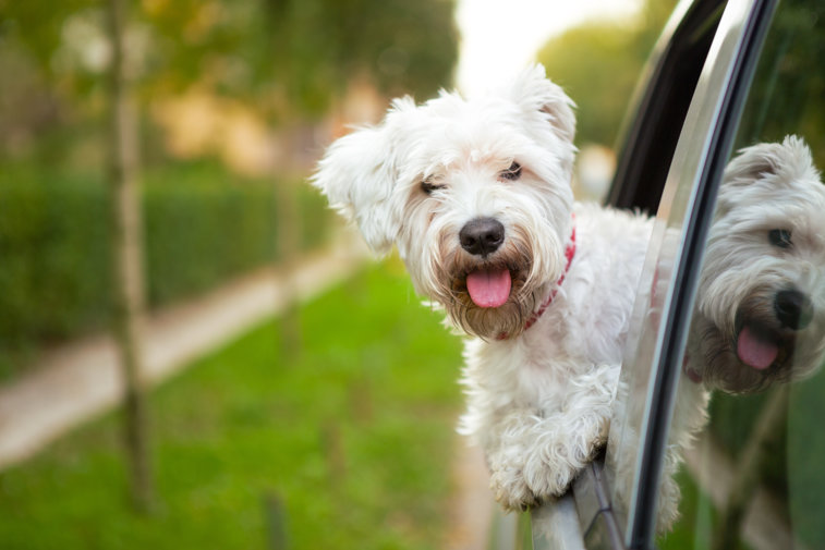 Imaginea articolului Un şofer a condus prin Braşov cu câinele ieşit pe geamul autoturismului. Poliţia face verificări